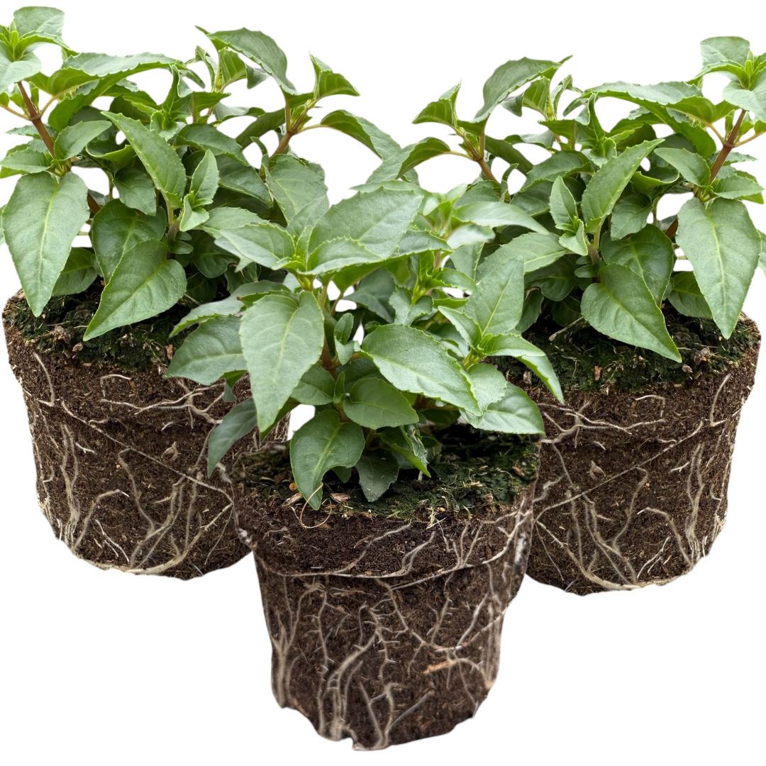 Set of 3 or 6 Large, Garden Ready Plants - Fuchsia Bella Nikita (Rose & Purple)