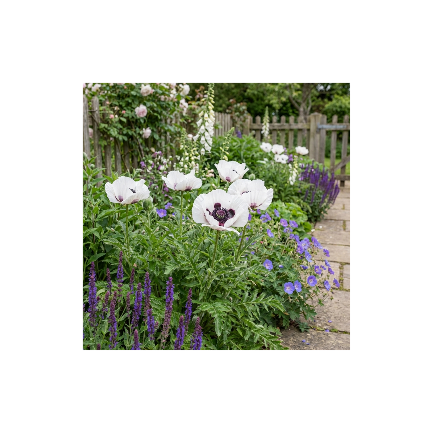 6 Papaver Orientale Royal Wedding Plants, Hardy White Oriental Poppy Perennial, 1 Litre Root Ball