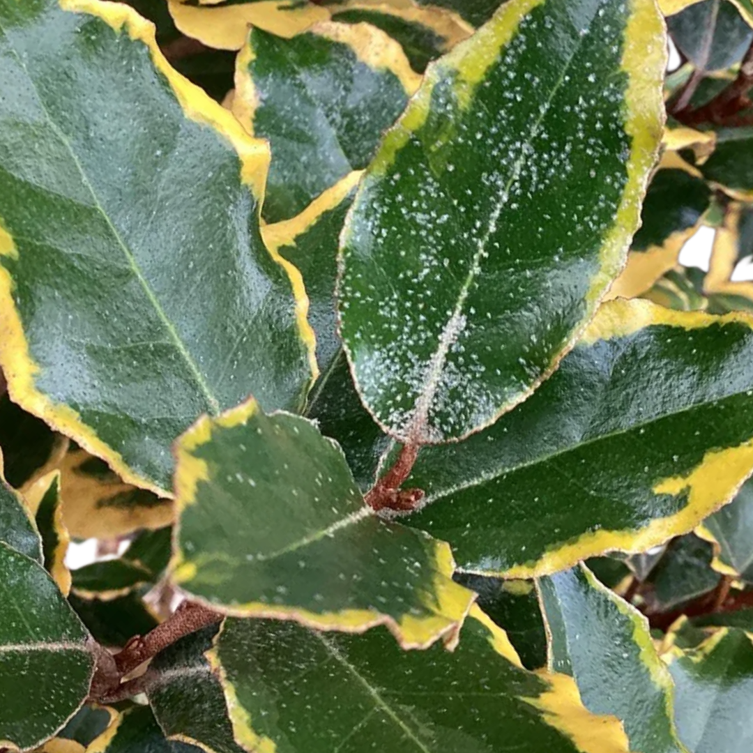 Elaeagnus Viveleg