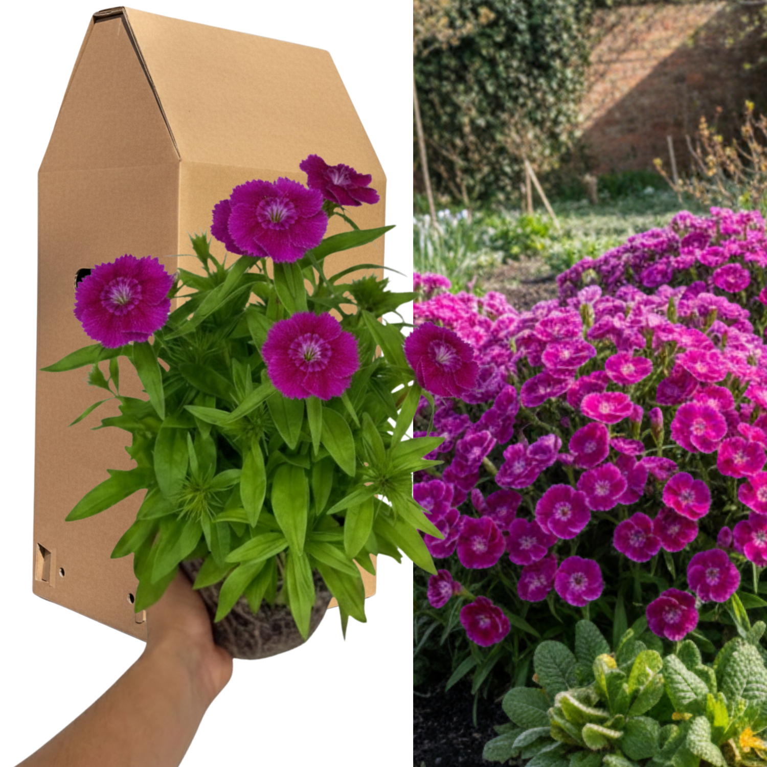 1 Large Plant - Dianthus Dart Purple, Ready to Plant in Your Garden, 2L Pot