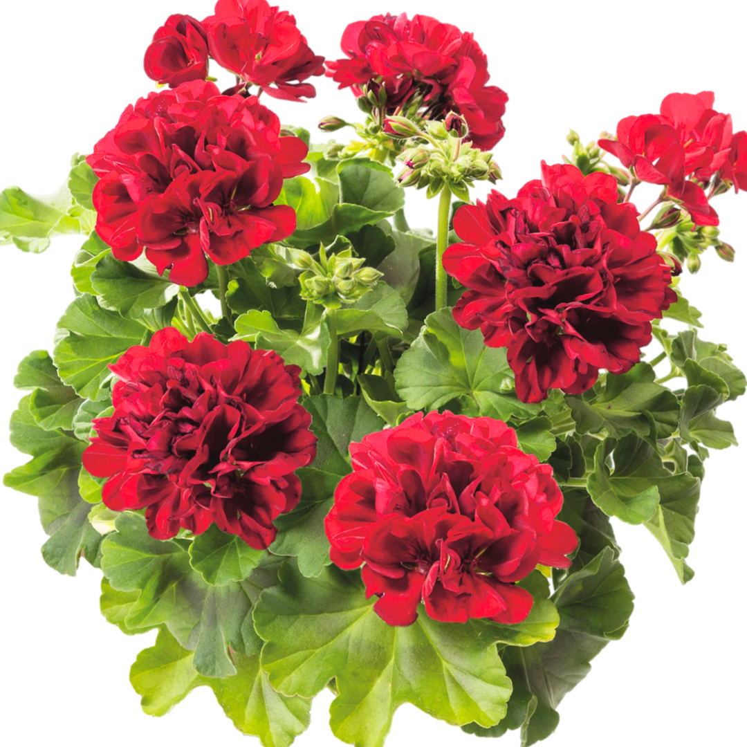 Set of 6 Large Plants-Geranium Calliope Dark Red, Ready To Plant In Your Garden