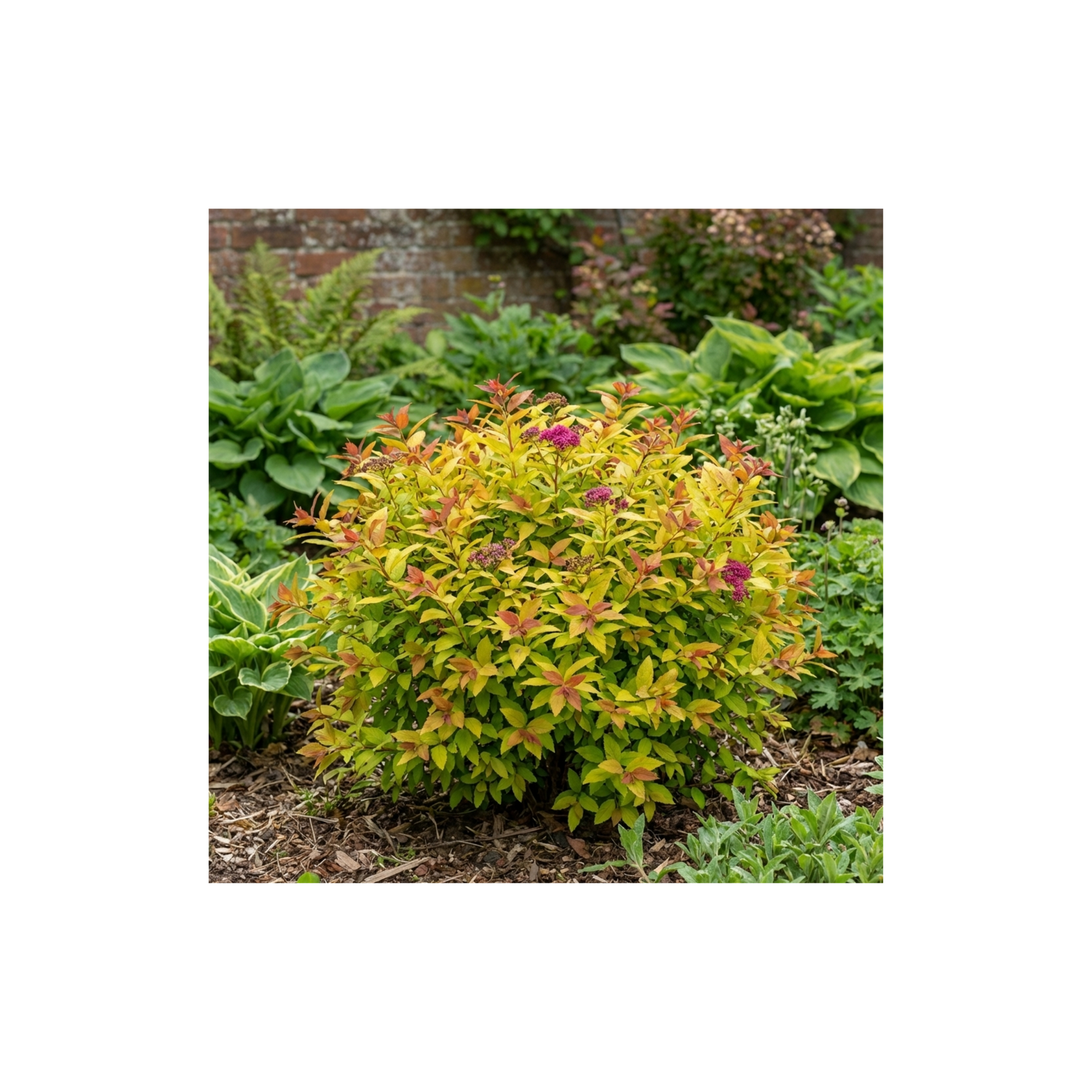 1 Spiraea Goldflame Plant, Hardy Japanese Spirea Flowering Shrub, Garden Ready, 17cm Root-Ball