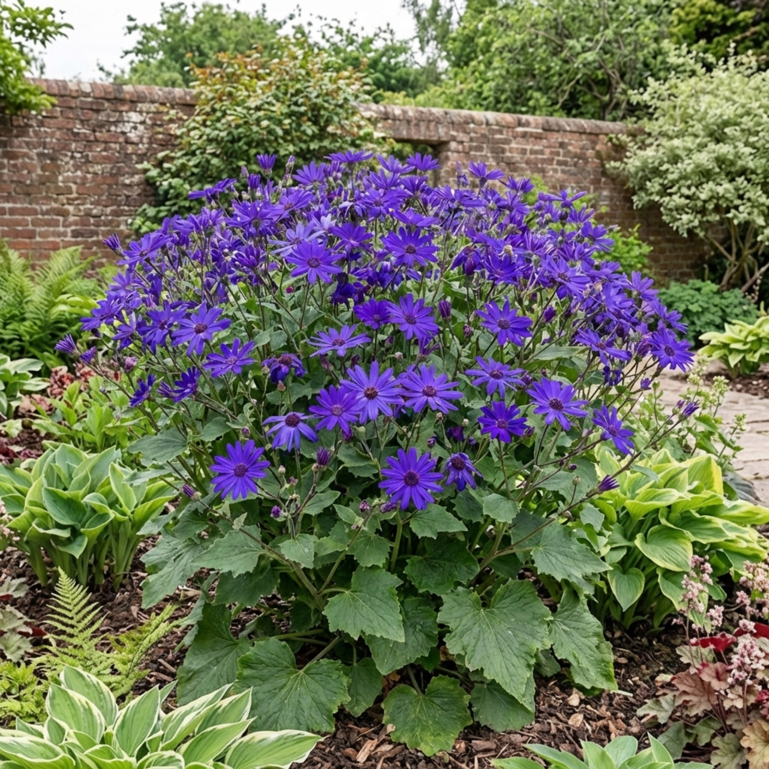 1 Senetti Violet Pericallis Plant, Colourful Outdoor Summer Bedding Flower, Garden Ready, 17cm Root-Ball
