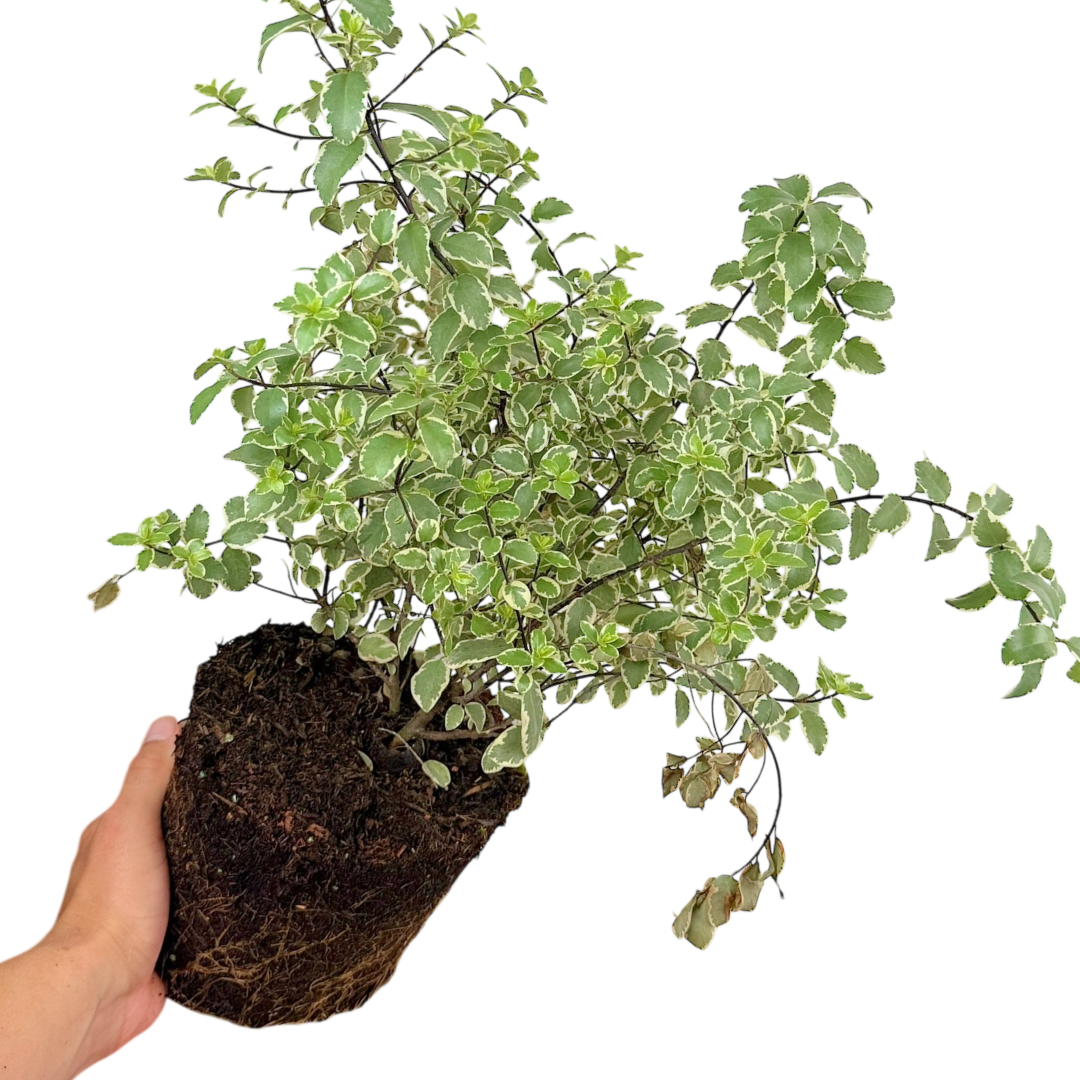 Pittosporum Variegatum