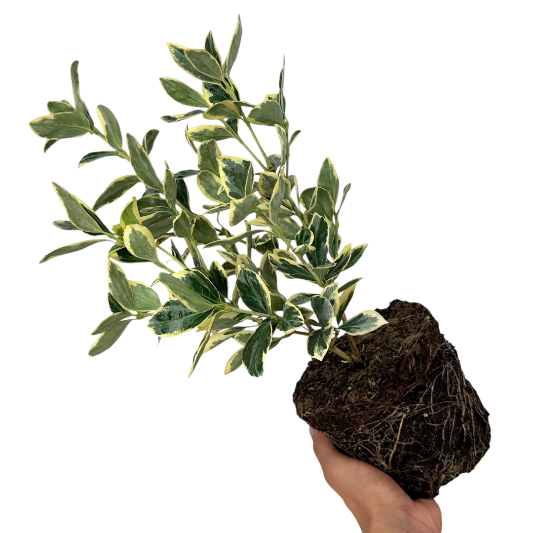 Euonymus President Gauthier